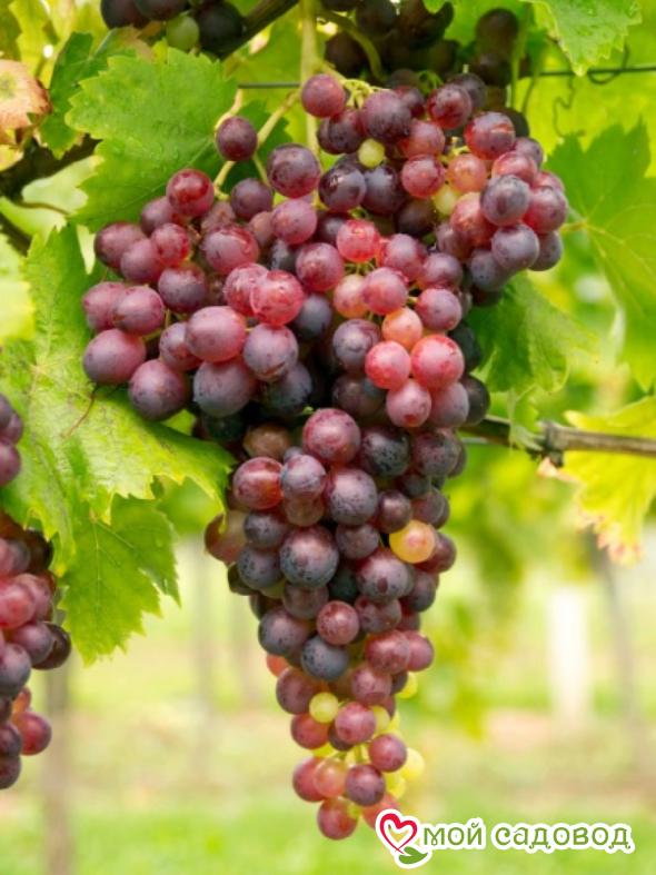 Виноград Руби сидлис