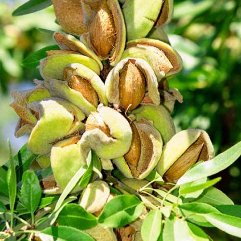 Миндаль Десертный