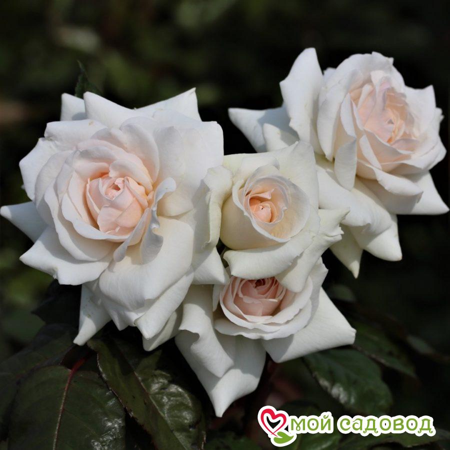 Роза Лебединое озеро