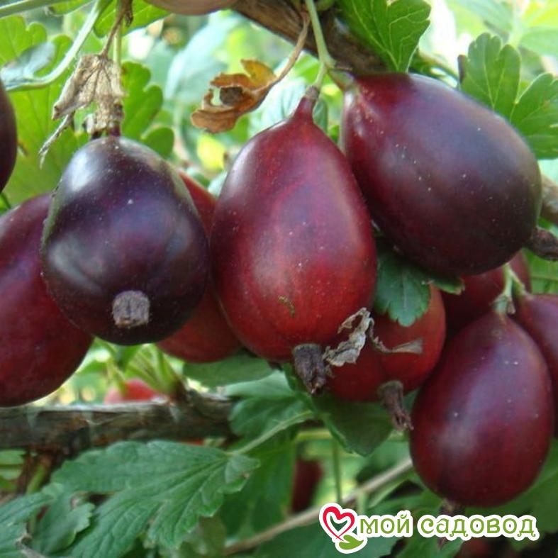 Крыжовник Кооператор