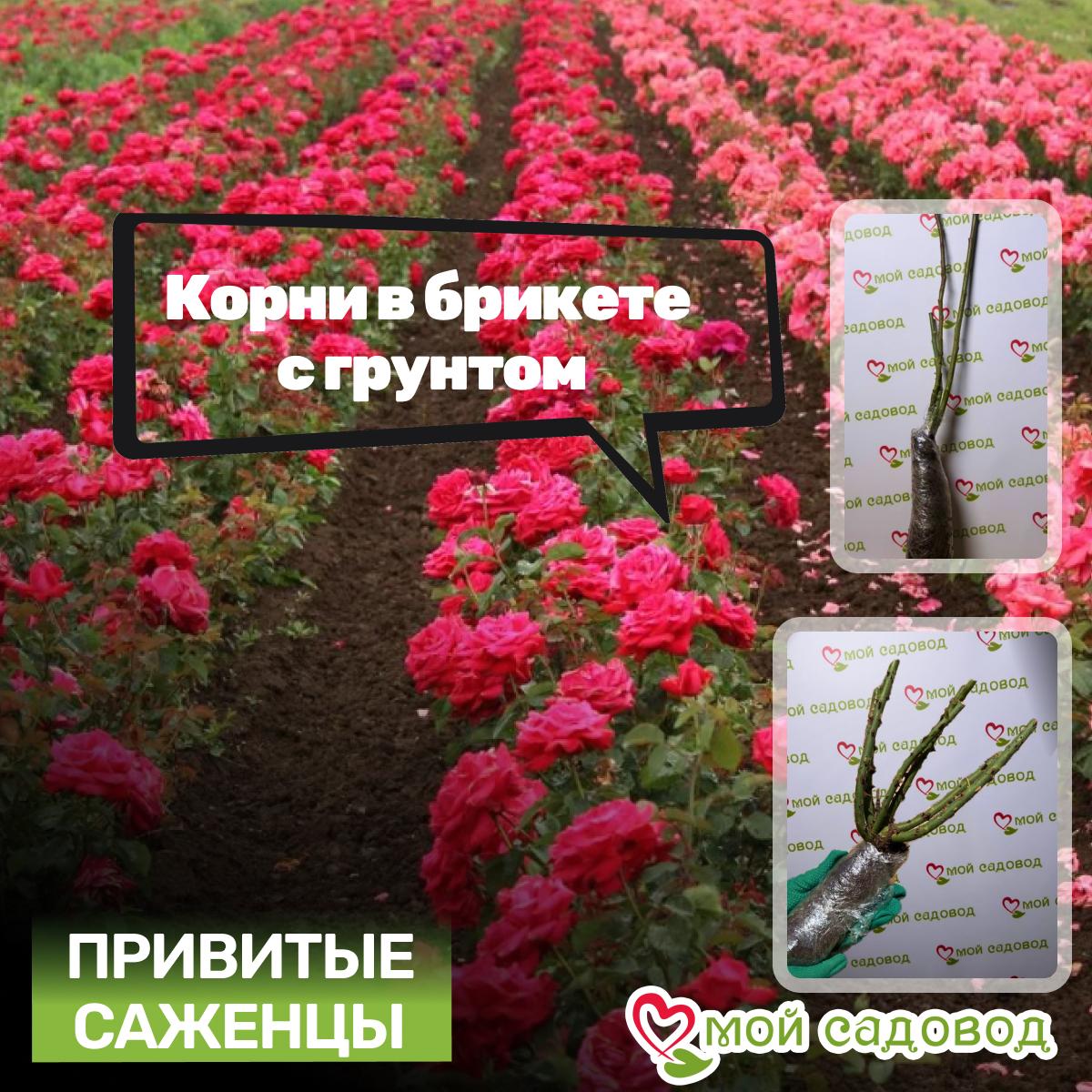 Роза Супер Стар