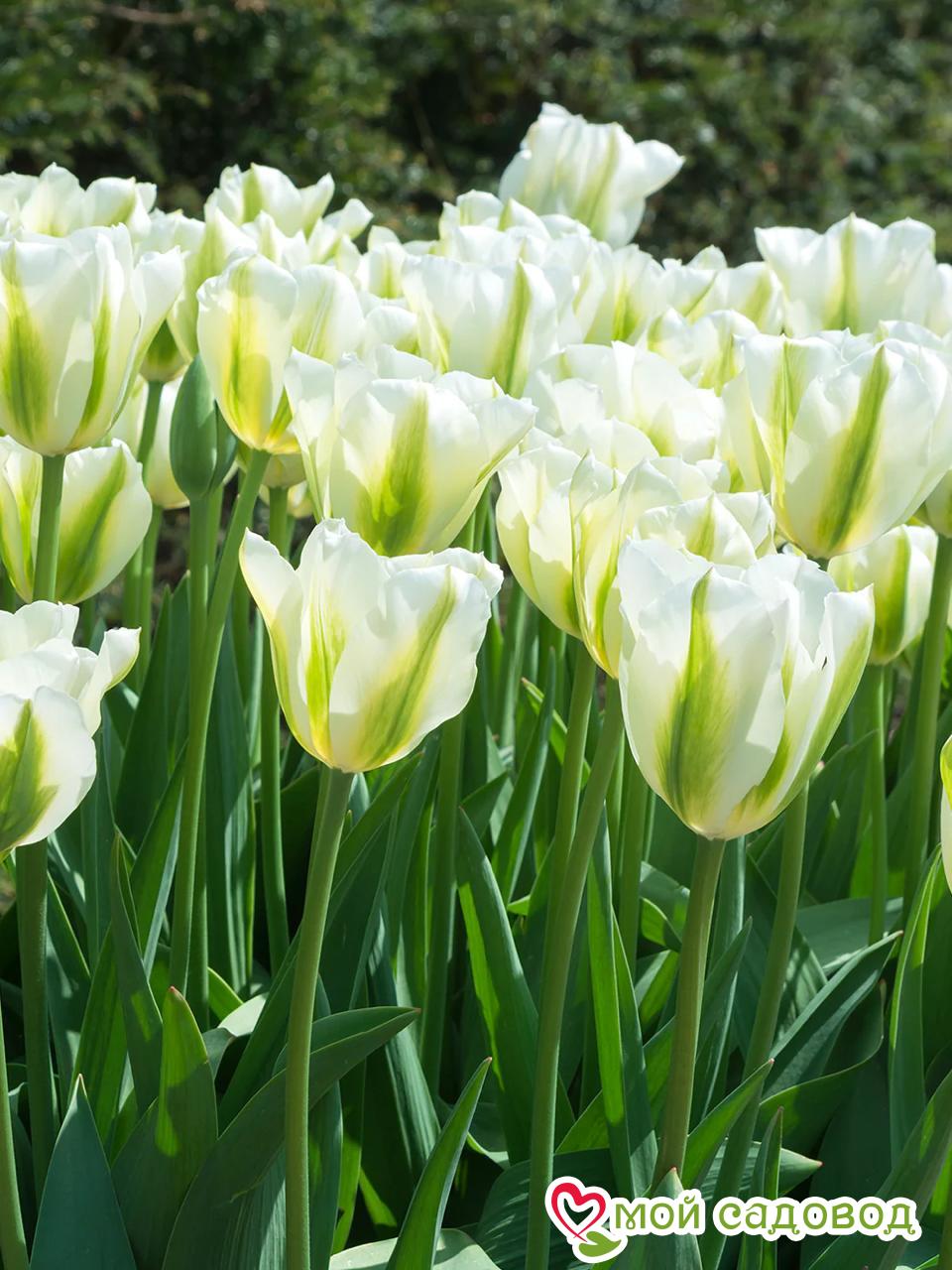 Тюльпан зеленоцветный Уайт Спринг Грин